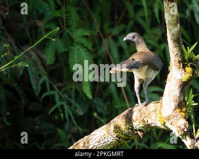 Chachachalaca à tête grise (Ortalis cinereiceps), Costa Rica Banque D'Images