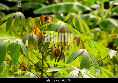 Manioc, Mandioa, manioc, tapioca (Manihot esculenta), jeunes feuilles vertes, peu profondes Banque D'Images