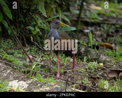 Rail en bois à capot gris, (Aramides cajaneus), Esquinas Rainforest Lodge, Costa Rica Banque D'Images