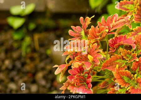 Corail Coleus coloré, communément connu sous le nom de coleus, une espèce de plante à fleurs Banque D'Images