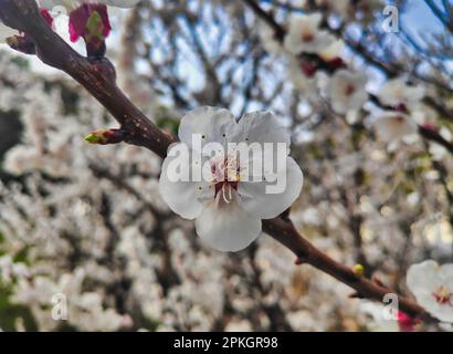 Floraison de cerisiers dans Oncheoncheon Stream, Busan, Corée du Sud, Asie. Banque D'Images