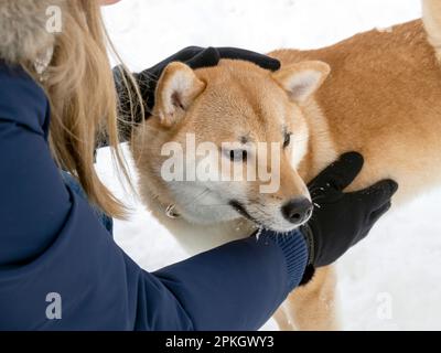 Le chien japonais à poil rouge est dans la forêt d'hiver. Portrait du magnifique Shiba inu mâle debout dans la forêt sur le fond de neige et d'arbres. Photo de haute qualité. Marchez en hiver Banque D'Images