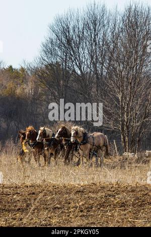 Préparation du sol à l'aide d'une machine à démouiller tirée par des chevaux sur une ferme Amish dans le centre du Michigan, aux États-Unis [pas de publication ; licence éditoriale uniquement] Banque D'Images