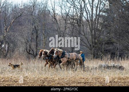 Préparation du sol à l'aide d'une machine à démouiller tirée par des chevaux sur une ferme Amish dans le centre du Michigan, aux États-Unis [pas de version du modèle; licence éditoriale uniquement] Banque D'Images