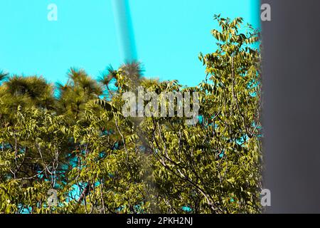 Feuilles sur les branches avec ciel bleu Banque D'Images