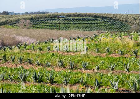 Yolo County, CA, États-Unis. 17th mars 2023. Un champ d'agave se développe entre les amandiers de la ferme de Joe et Mary Muller dans le comté de Yolo, vendredi, 17 mars 2023. Il faut environ 5-6 ans pour que les plantes soient récoltées. (Credit image: © Paul Kitagaki Jr./ZUMA Press Wire) USAGE ÉDITORIAL SEULEMENT! Non destiné À un usage commercial ! Banque D'Images