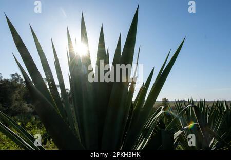 Yolo County, CA, États-Unis. 17th mars 2023. Plantes d'agave cultivées sur la ferme de Joe et Mary Muller dans le comté de Yolo, vendredi, 17 mars 2023. t prend environ 5-6 ans pour que les plantes soient récoltées. (Credit image: © Paul Kitagaki Jr./ZUMA Press Wire) USAGE ÉDITORIAL SEULEMENT! Non destiné À un usage commercial ! Banque D'Images