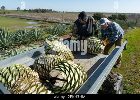 Yolo County, CA, États-Unis. 17th mars 2023. Craig Reynolds, à droite, et Antonio Chavez chargent l'agave piña ou bulbes dans la remorque pour le calfeutrage plus tard dans la semaine dans le comté de Yolo, vendredi, 17 mars 2023. Ils récolteront trois tonnes d'agave pour la cuisson de l'agave pour être distillé plus tard dans un esprit mezcal. (Credit image: © Paul Kitagaki Jr./ZUMA Press Wire) USAGE ÉDITORIAL SEULEMENT! Non destiné À un usage commercial ! Banque D'Images