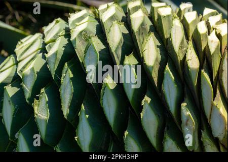 Yolo County, CA, États-Unis. 17th mars 2023. L'agave 'pina'' ou le bulbe central pèse environ 130-160 livres est récolté dans le comté de Yolo, vendredi, 17 mars 2023. Les feuilles ont été coupées de l'ampoule qui sera cuite pour être fait dans un esprit mezcal-comme. (Credit image: © Paul Kitagaki Jr./ZUMA Press Wire) USAGE ÉDITORIAL SEULEMENT! Non destiné À un usage commercial ! Banque D'Images