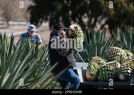 Yolo County, CA, États-Unis. 17th mars 2023. Antonio Chavez, à droite, et Craig Reynolds chargent l'agave piña ou bulbes dans la remorque pour le calfeutrage plus tard dans la semaine dans le comté de Yolo, vendredi, 17 mars 2023. Ils récolteront trois tonnes d'agave pour la cuisson de l'agave pour être distillé plus tard dans un esprit mezcal. (Credit image: © Paul Kitagaki Jr./ZUMA Press Wire) USAGE ÉDITORIAL SEULEMENT! Non destiné À un usage commercial ! Banque D'Images