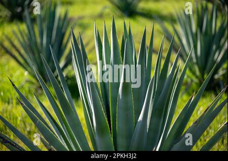 Yolo County, CA, États-Unis. 17th mars 2023. Plantes d'agave cultivées sur la ferme de Joe et Mary Muller dans le comté de Yolo, vendredi, 17 mars 2023. t prend environ 5-6 ans pour que les plantes soient récoltées. (Credit image: © Paul Kitagaki Jr./ZUMA Press Wire) USAGE ÉDITORIAL SEULEMENT! Non destiné À un usage commercial ! Banque D'Images