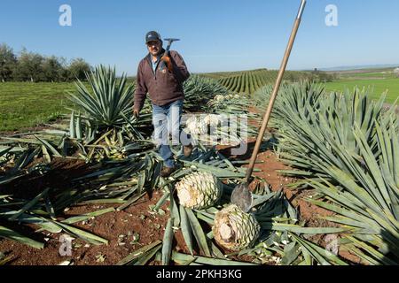 Yolo County, CA, États-Unis. 17th mars 2023. Le producteur Reppo Chavez récolte agave 'piña' ou bulbe central qui sera transformé en un esprit de mézcal dans le comté de Yolo, vendredi, 17 mars 2023. Reynolds est à l'avant-garde d'un mouvement pour faire de la Californie mezcal une chose. (Credit image: © Paul Kitagaki Jr./ZUMA Press Wire) USAGE ÉDITORIAL SEULEMENT! Non destiné À un usage commercial ! Banque D'Images