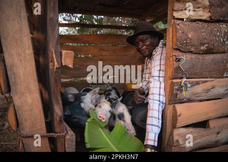 Un agriculteur africain nourrit ses porcs sur sa ferme. Banque D'Images