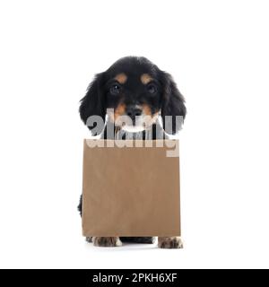 Mignon Cocker anglais chiot tenant sac de shopping papier sur fond blanc Banque D'Images