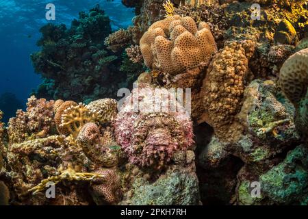 Corégone de la mer Rouge, Synanceia nana, bien camouflé et très venimeux, Hurghada, Egypte, Mer Rouge, Océan Indien Banque D'Images