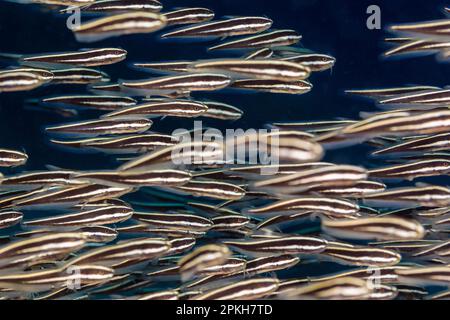 poisson-chat rayé à anguilles, Plotosus lineatus, scolarisation, très venimeux, détroit de Lembeh, Bitung, Sulawesi du Nord, la mer des célébrités, la mer de Banda, les molluques, Indonésie Banque D'Images