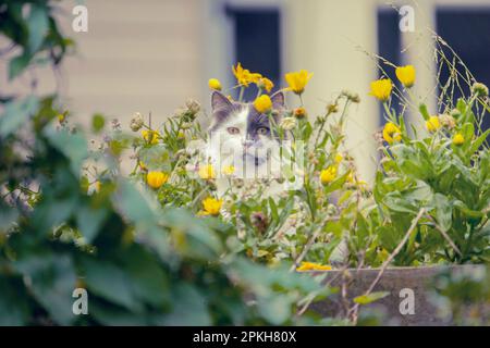 Chat domestique à cheveux longs gris et blanc avec des yeux jaunes se cachant dans les fleurs dans un jardin urbain. Banque D'Images