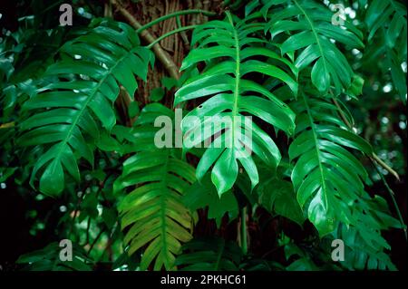 Feuilles rouges et noires de la plante de Monstera philodendron poussant dans la nature, la plante forestière tropicale, les vignes à feuilles persistantes couleur abstraite sur fond sombre. Banque D'Images