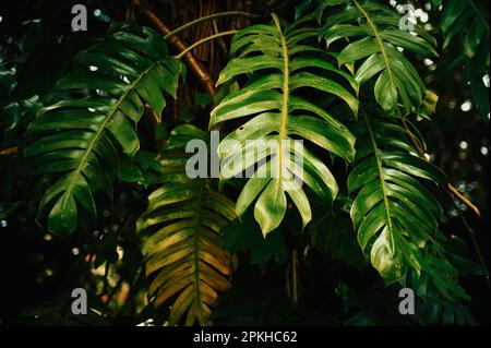 Feuilles rouges et noires de la plante de Monstera philodendron poussant dans la nature, la plante forestière tropicale, les vignes à feuilles persistantes couleur abstraite sur fond sombre. Banque D'Images