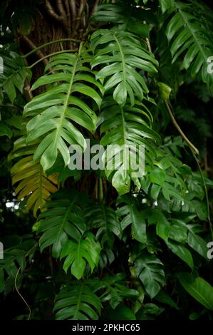 Feuilles rouges et noires de la plante de Monstera philodendron poussant dans la nature, la plante forestière tropicale, les vignes à feuilles persistantes couleur abstraite sur fond sombre. Banque D'Images