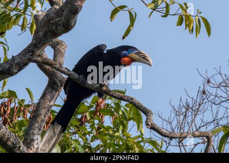 Une femelle de charme à col rufeux (Aceros nipalensis) a été observée chez le Latpanchar au Bengale occidental, en Inde Banque D'Images