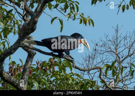 Une femelle de charme à col rufeux (Aceros nipalensis) a été observée chez le Latpanchar au Bengale occidental, en Inde Banque D'Images