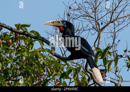 Une femelle de charme à col rufeux (Aceros nipalensis) a été observée chez le Latpanchar au Bengale occidental, en Inde Banque D'Images