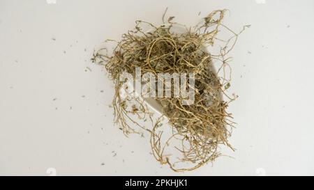 Plantes ayurvédiques séchées Tribulus terrestris isolés sur fond blanc Banque D'Images