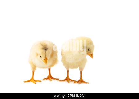 Deux poussins devant un arrière-plan blanc. Vue de dessus Banque D'Images