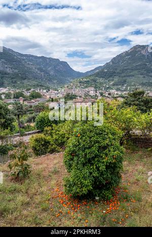 Jardin avec orangers, dans les montagnes arrière avec vue sur Soller, sentier de randonnée de Soller à Fornalutx, Soller, Serra de Tramuntana, Majorque Banque D'Images