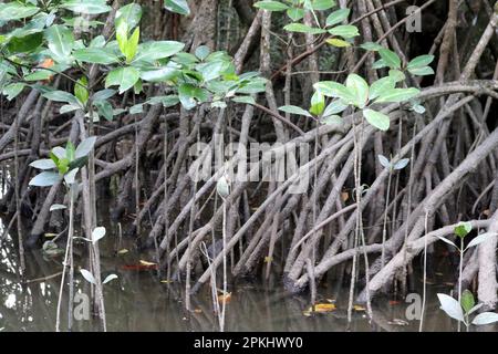 Forêt de mangroves prospère le long de la côte de mer : (pix Sanjiv Shukla) Banque D'Images