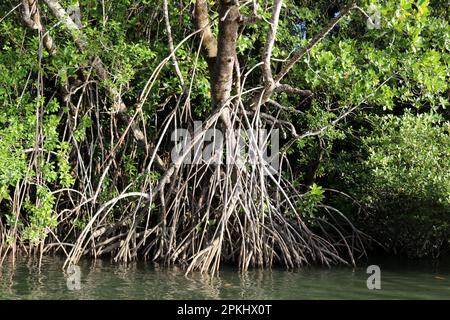 Forêt de mangroves prospère le long de la côte de mer : (pix Sanjiv Shukla) Banque D'Images