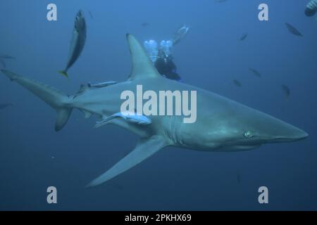 Requin noir (Carcharhinus limbatus), site de plongée de Protea Banks, Margate, KwaZulu Natal, Afrique du Sud Banque D'Images