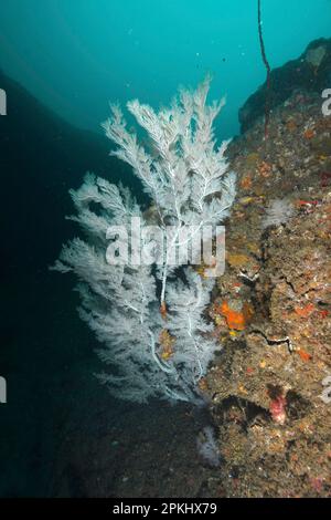 Corail d'arbre de Noël (Antipates dendrochristos), corail de brousse, site de plongée Aliwal Shoal, Umkomaas, KwaZulu Natal, Afrique du Sud Banque D'Images