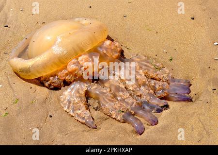Méduses à canon toronné (Rhizostoma pulmo) lavées à l'ashore, Dingle Peninsula, Co Kerry, Mer d'Irlande, Atlantique Nord, Irlande Banque D'Images