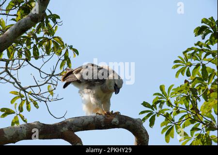 Aigle harpon immature (Harpia harpyia) à l'âge de 15 mois, Amazone, Brésil Banque D'Images