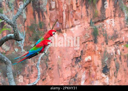 Macaw rouge et rouge et vert (Ara chloropterus) sur une branche à Buraco das Araras, Mato Grosso do Sul, Brésil Banque D'Images