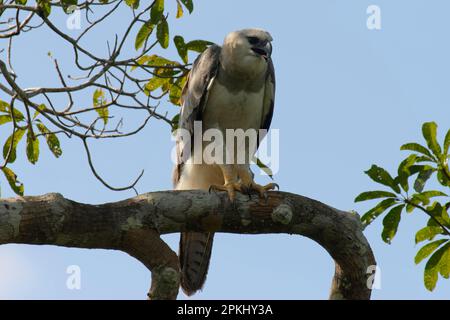 Aigle harpon immature (Harpia harpyia) à l'âge de 15 mois, Amazone, Brésil Banque D'Images