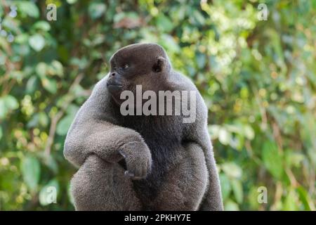 Singe laineux brun, également connu sous le nom de singe laineux commun (Lagothrix lagotricha) ou singe laineux Humboldt, État d'Amazone, Brésil Banque D'Images