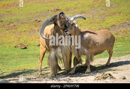 Mouton de Barbarie (Ammotragus lervia) deux mâles combattant Banque D'Images