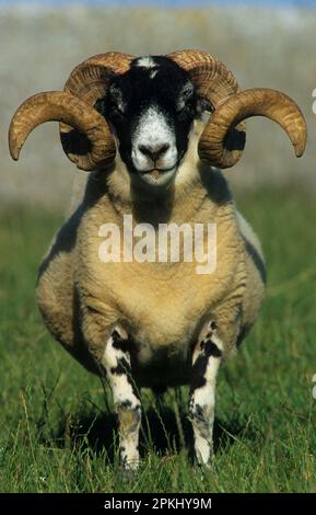 Mouton à face noire (Ovis aries) RAM avec cornes en spirale, gros plan, Anglesey, pays de Galles du Nord, Royaume-Uni Banque D'Images