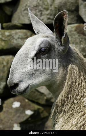 Mouton domestique, Leicester à face bleue, agneau bélier, gros plan de la tête, arche, Northumberland, Angleterre, Royaume-Uni Banque D'Images