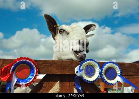 Mouton domestique, Leicester à face bleue, adulte, gros plan de la tête, avec rosettes, Garstang Agricultural Show, Lancashire, Angleterre, Royaume-Uni Banque D'Images