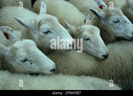 Border Leicester Sheep, gros plan des moutons en PEN, Findon Sheep Fair, Sussex, Angleterre, Grande-Bretagne Banque D'Images