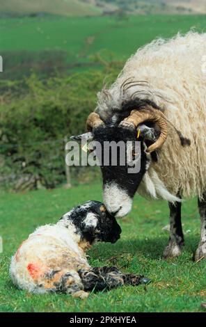 Mouton domestique, brebis Swaledale et agneau bélier nouveau-né, Cumbria, Angleterre, Royaume-Uni Banque D'Images