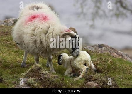 Mouton domestique, Blackface écossaise, naissance d'un agneau, brebis aide l'agneau à se tenir, île de Mull, Écosse, printemps Banque D'Images