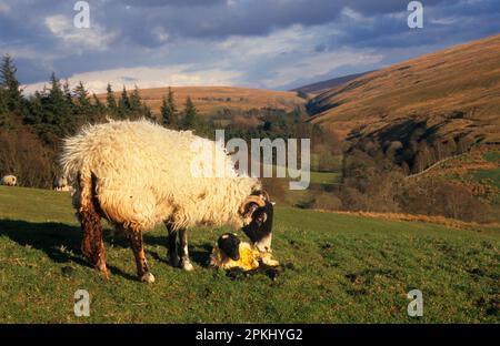 Mouton domestique, brebis de Swaledale et agneau nouveau-né, Cumbria, Angleterre, Royaume-Uni Banque D'Images