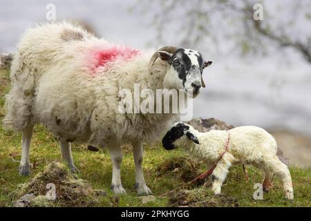 Mouton domestique, Blackface écossaise, naissance d'un agneau, brebis avec agneau debout, île de Mull, Écosse, printemps Banque D'Images