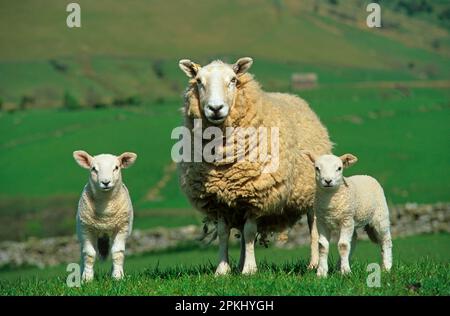 Mouton domestique, Cheviot de campagne du nord avec deux agneaux, Cumbria, Angleterre, Royaume-Uni Banque D'Images