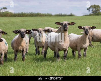 Moutons domestiques, brebis de taillage du Hampshire, troupeau debout dans le pâturage, Lincolnshire, Angleterre, Royaume-Uni Banque D'Images